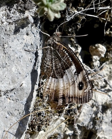 rock grayling